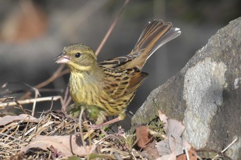 アオジ 三木山森林公園 2020年2月11日(火)