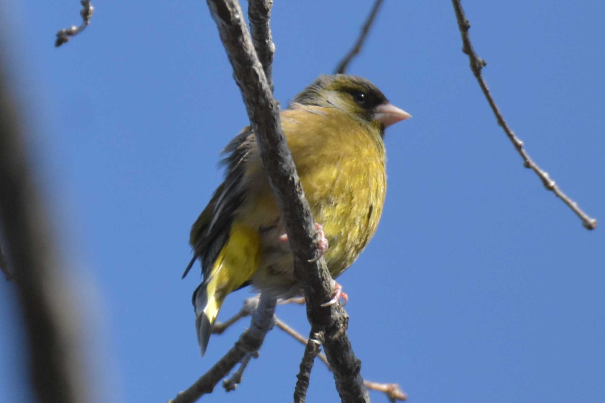 三木山森林公園 カワラヒワの写真 by Shunsuke Hirakawa