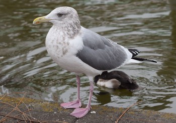 Vega Gull Ueno Park Unknown Date