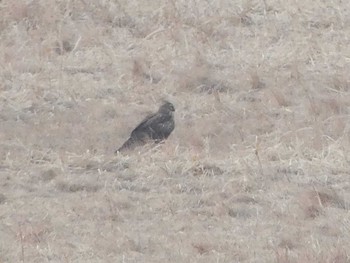 ハイイロチュウヒ 勇払原野 2020年2月14日(金)