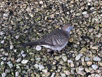 チョウショウバト Waikiki Beach, Honolulu, HI 2020年2月12日(水)