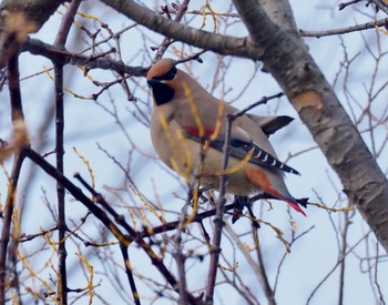 2020年2月5日(水) 諏訪湖の野鳥観察記録