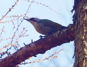 アオゲラ 八ヶ岳(ペンションあるびおん付近) 2020年2月4日(火)