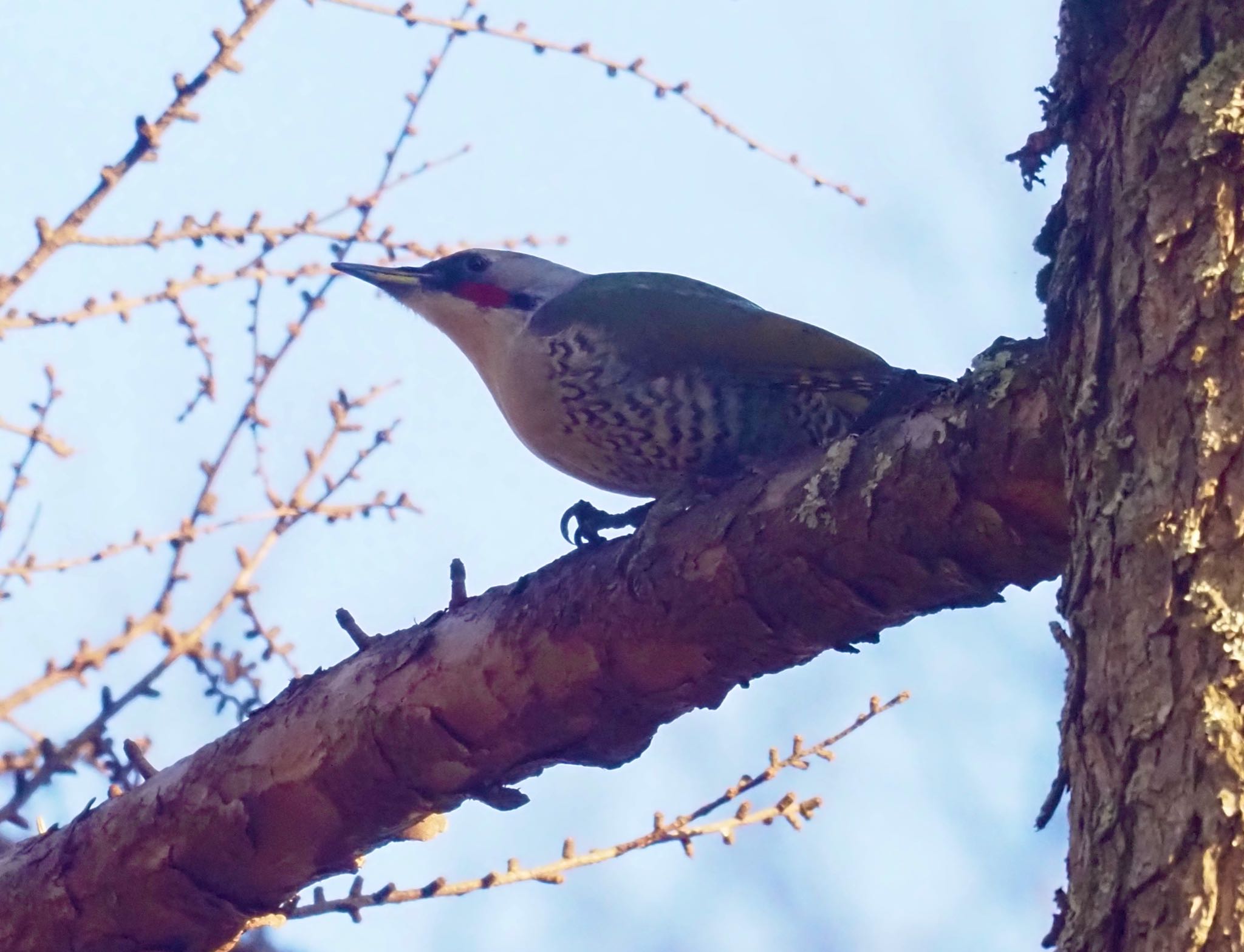 Photo of Japanese Green Woodpecker at Mt. Yatsugatake(neaby Pension Albion) by okamooo