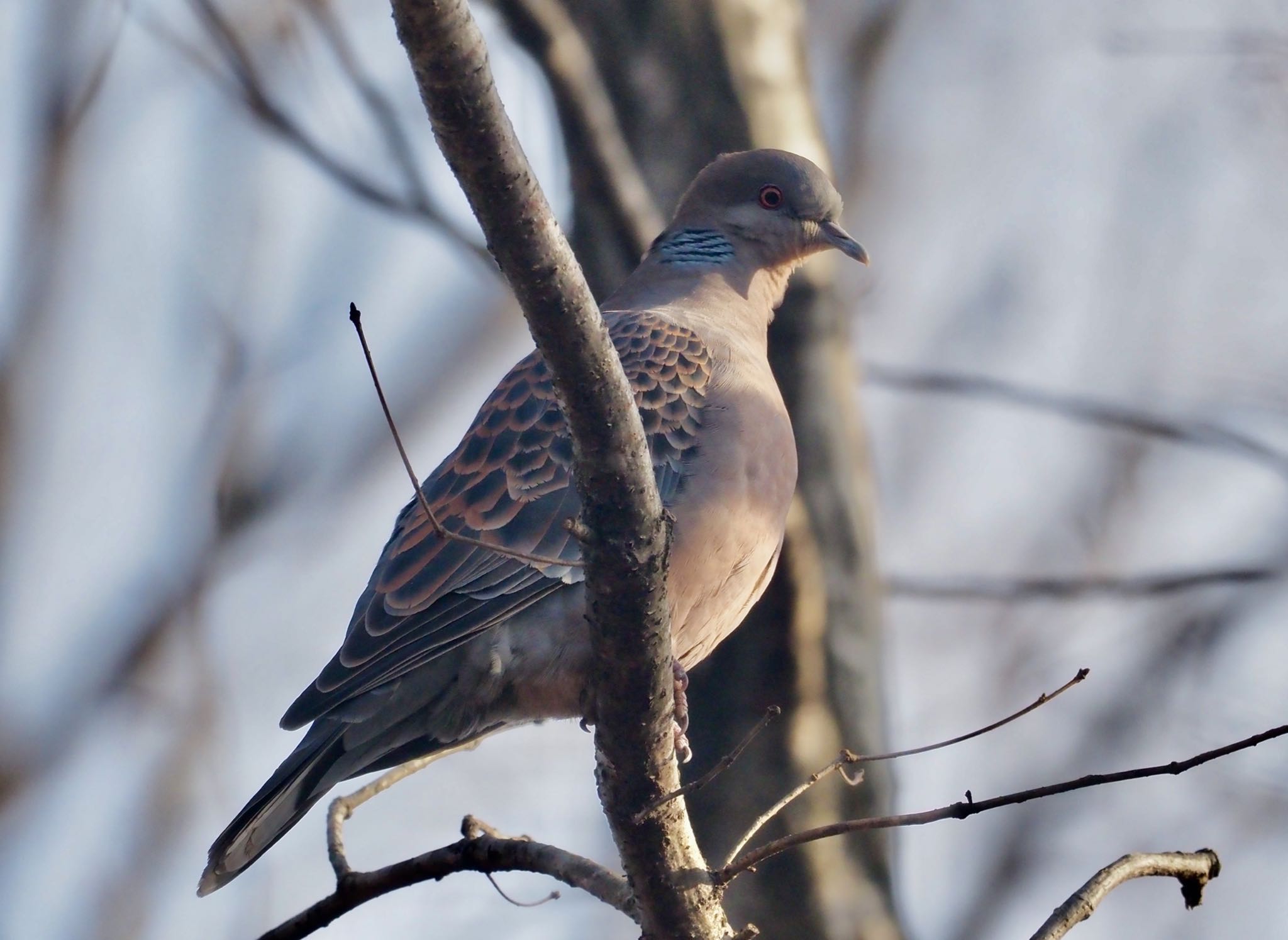 Photo of Oriental Turtle Dove at Mt. Yatsugatake(neaby Pension Albion) by okamooo