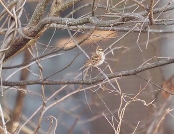 Rustic Bunting Mt. Yatsugatake(neaby Pension Albion) Tue, 2/4/2020