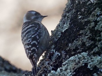 Japanese Pygmy Woodpecker Mt. Yatsugatake(neaby Pension Albion) Tue, 2/4/2020