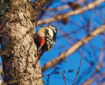 Great Spotted Woodpecker Mt. Yatsugatake(neaby Pension Albion) Tue, 2/4/2020