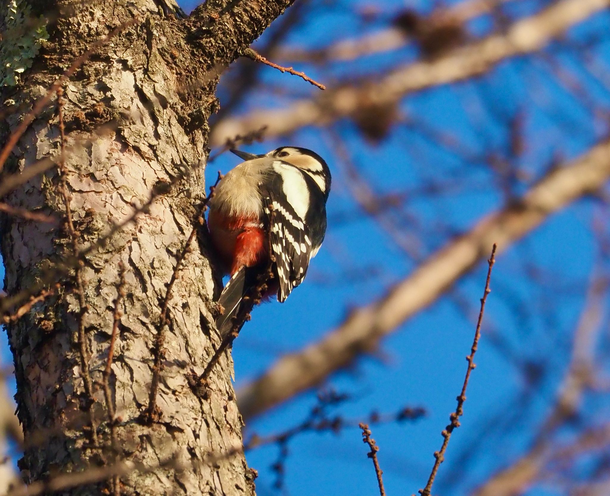 Photo of Great Spotted Woodpecker at Mt. Yatsugatake(neaby Pension Albion) by okamooo