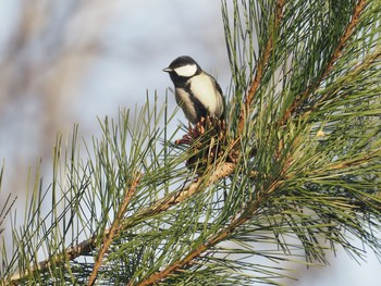 Japanese Tit Mt. Yatsugatake(neaby Pension Albion) Tue, 2/4/2020