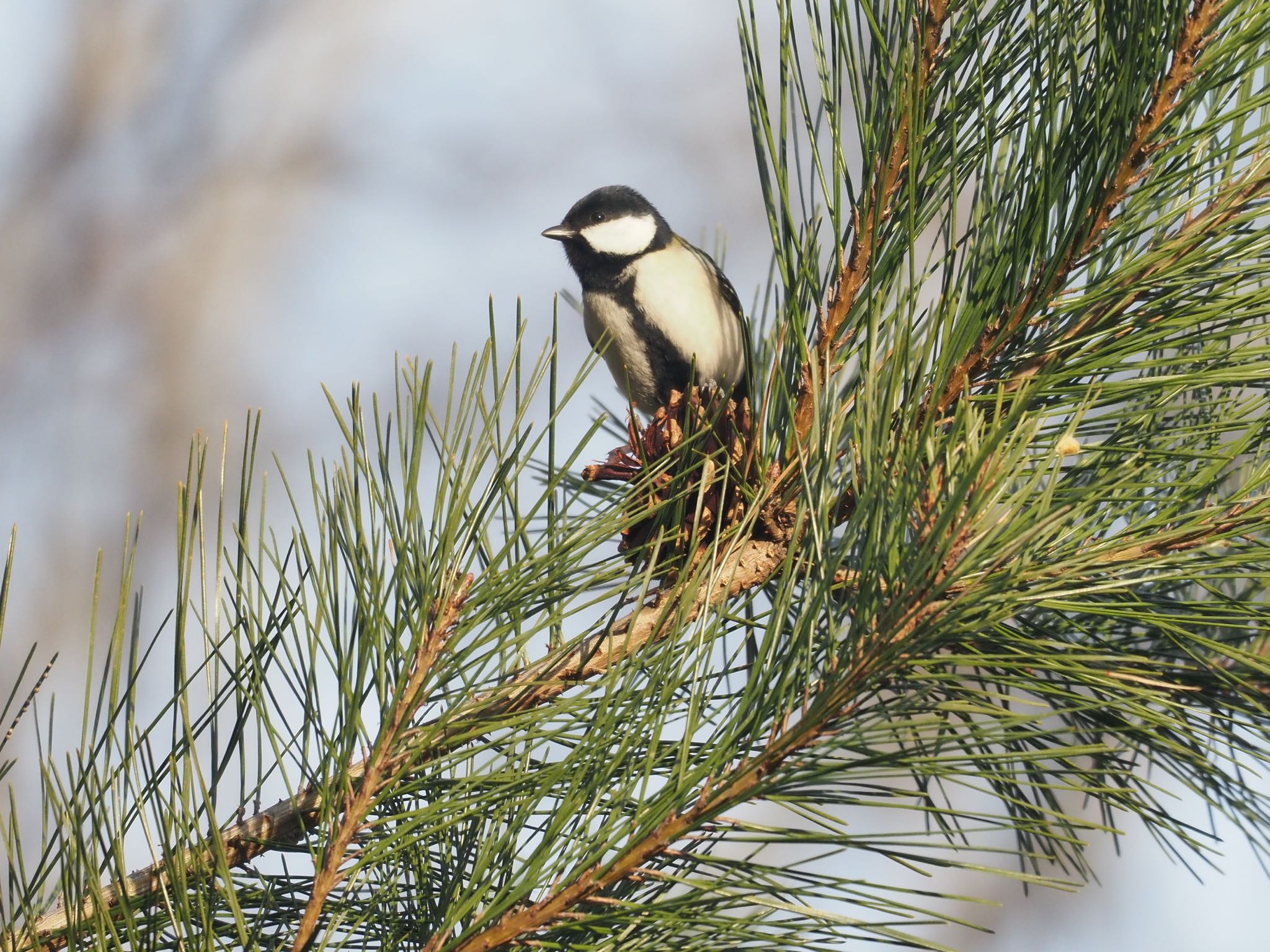 Photo of Japanese Tit at Mt. Yatsugatake(neaby Pension Albion) by okamooo