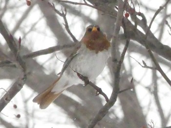 2020年2月15日(土) 真駒内公園の野鳥観察記録