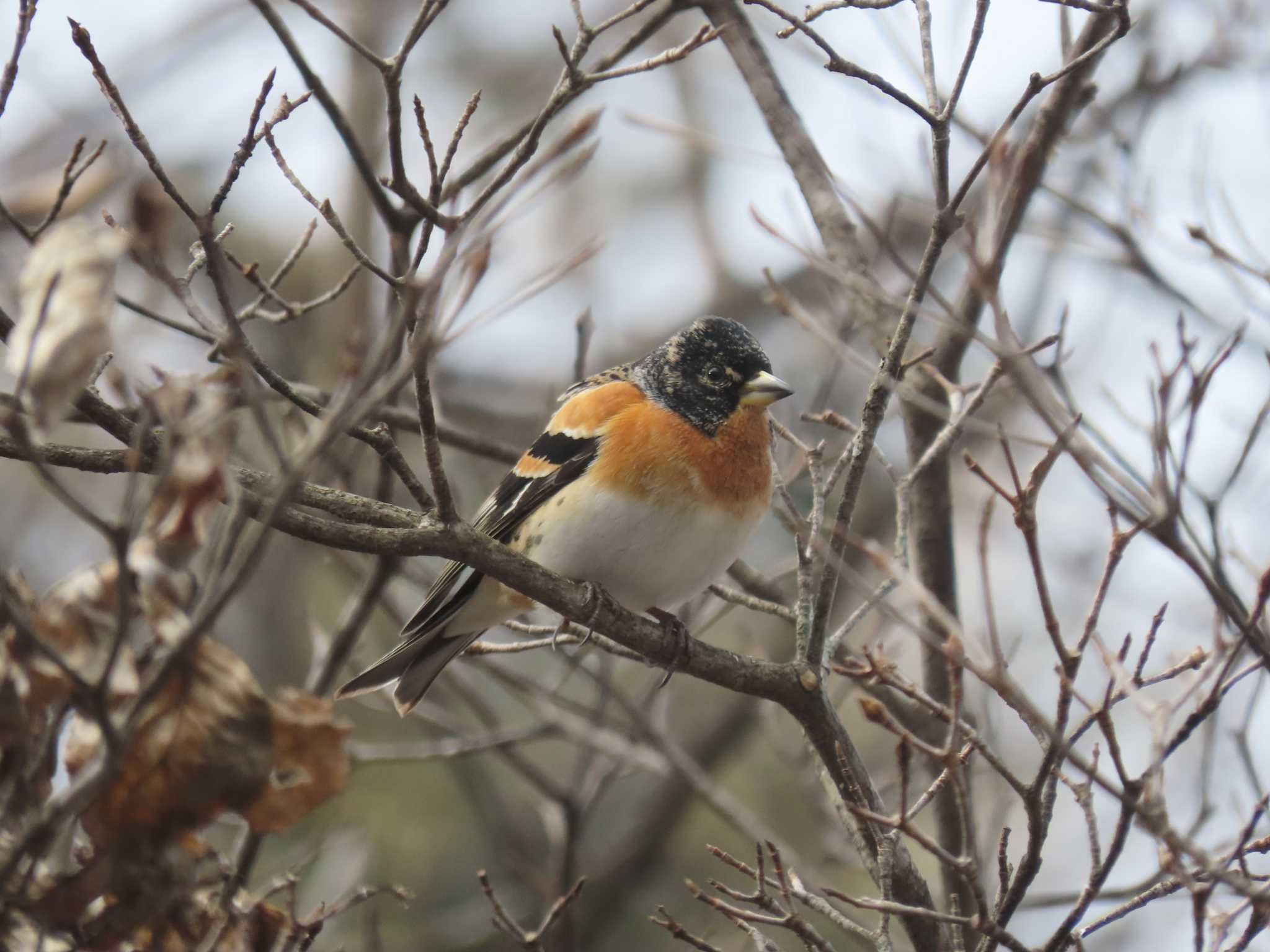 Photo of Brambling at 山梨県 by 38