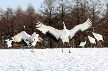 タンチョウ 鶴居村 2020年1月24日(金)