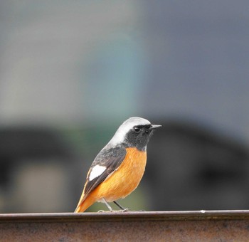 埼玉県草加市の野鳥情報 | ZooPicker