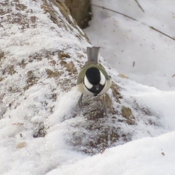 Japanese Tit Maruyama Park Sat, 2/15/2020