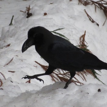 Large-billed Crow Maruyama Park Sat, 2/15/2020