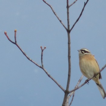 Meadow Bunting Makomanai Park Sat, 2/15/2020