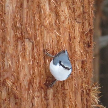 Eurasian Nuthatch(asiatica) Maruyama Park Sat, 2/15/2020