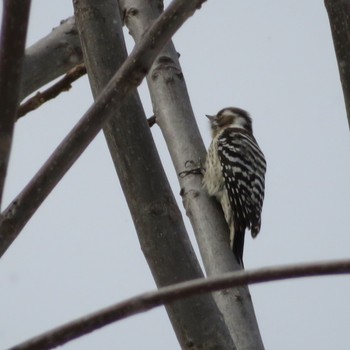 Japanese Pygmy Woodpecker Makomanai Park Sat, 2/15/2020