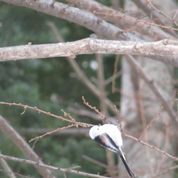 Long-tailed tit(japonicus) Maruyama Park Sat, 2/15/2020