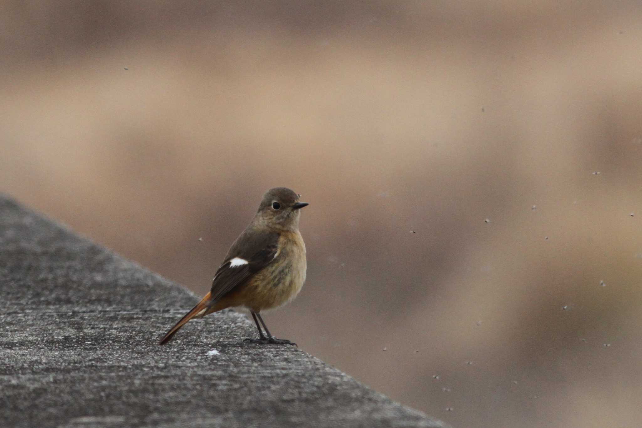 Daurian Redstart