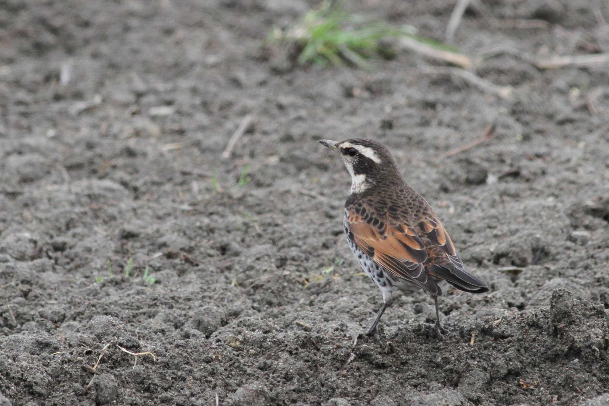 Dusky Thrush