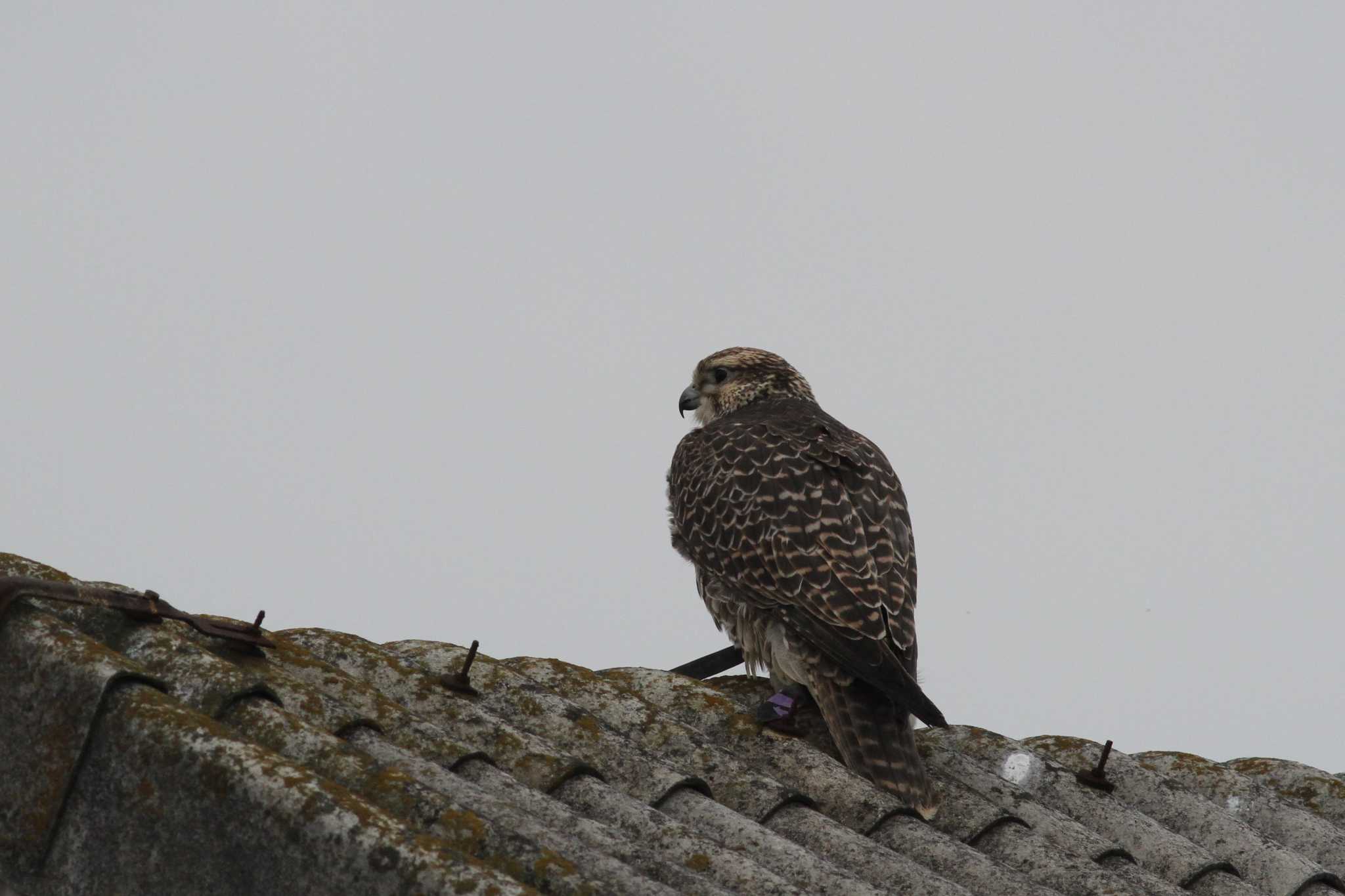 Common Kestrel