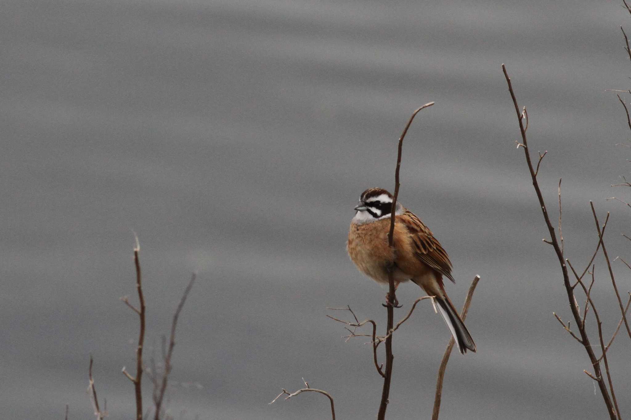 Photo of Meadow Bunting at Gonushi Coast by サンダーバード