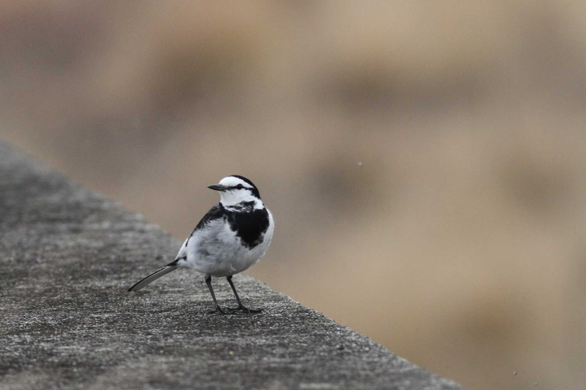 Photo of White Wagtail at Gonushi Coast by サンダーバード