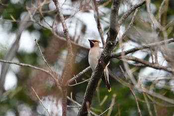 2020年2月15日(土) 東京港野鳥公園の野鳥観察記録