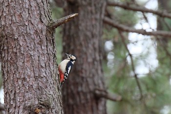 2020年2月15日(土) 葛西臨海公園の野鳥観察記録