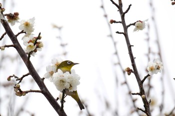 メジロ 葛西臨海公園 2020年2月15日(土)