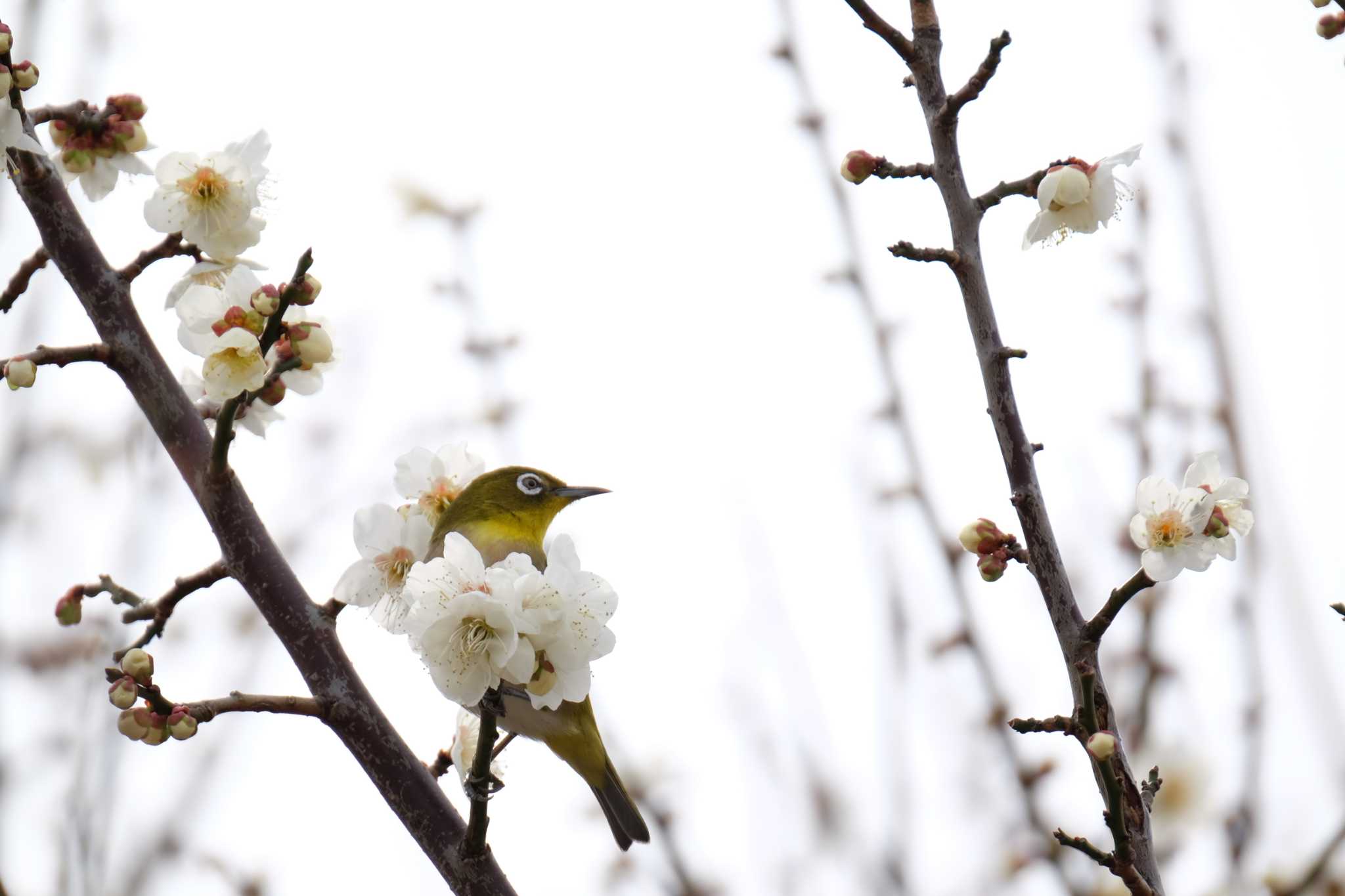 葛西臨海公園 メジロの写真 by toru