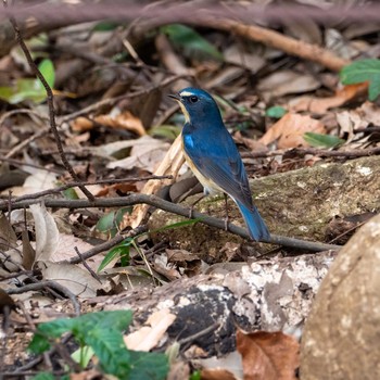 Red-flanked Bluetail Higashitakane Forest park Sat, 2/15/2020