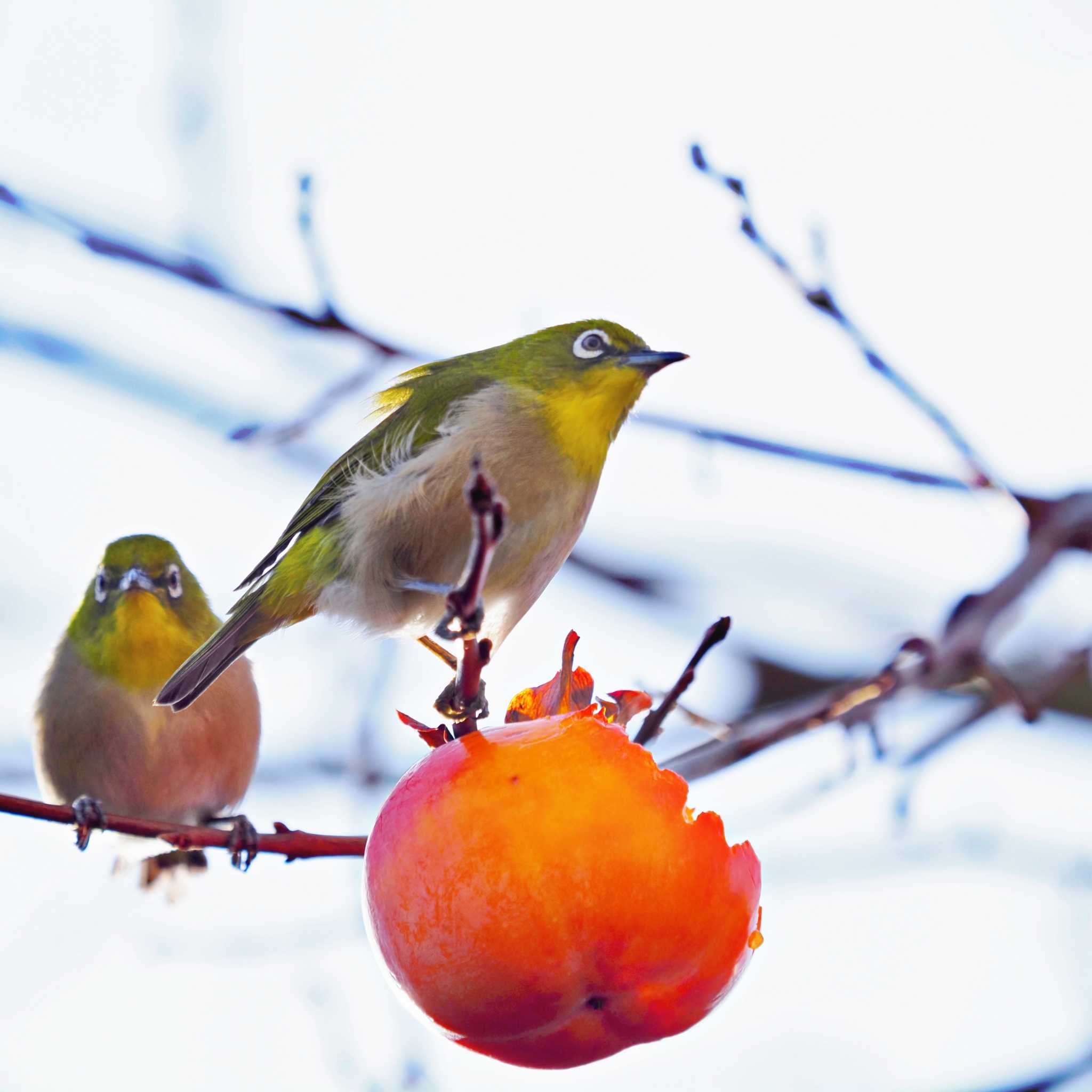 Photo of Warbling White-eye at 川崎市多摩区 by yolluca_br