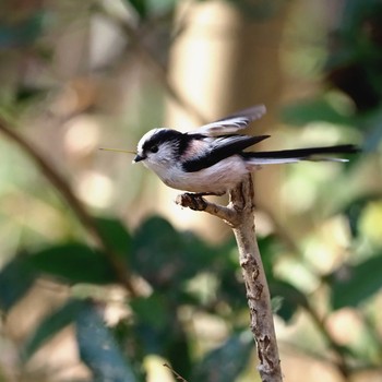 Long-tailed Tit Shinjuku Gyoen National Garden Wed, 2/12/2020