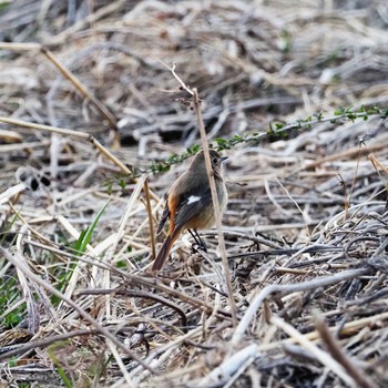 Daurian Redstart 多摩川二ヶ領宿河原堰 Tue, 2/11/2020