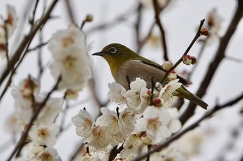 2020年2月15日(土) 葛西臨海公園の野鳥観察記録