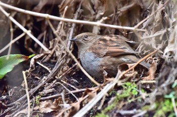 Japanese Accentor Unknown Spots Sat, 2/15/2020