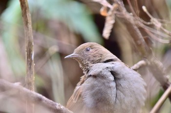 Japanese Accentor Unknown Spots Sat, 2/15/2020