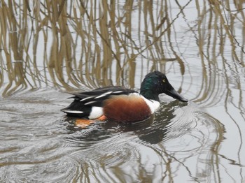 Northern Shoveler 境川遊水地公園 Sat, 2/15/2020