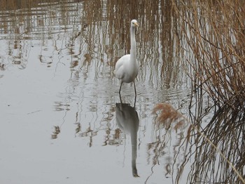 チュウサギ 境川遊水地公園 2020年2月15日(土)