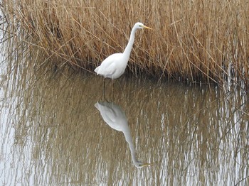 Medium Egret 境川遊水地公園 Sat, 2/15/2020