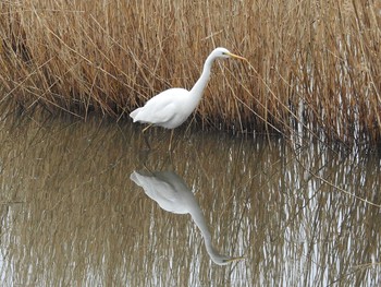 チュウサギ 境川遊水地公園 2020年2月15日(土)