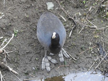 Eurasian Coot 境川遊水地公園 Sat, 2/15/2020