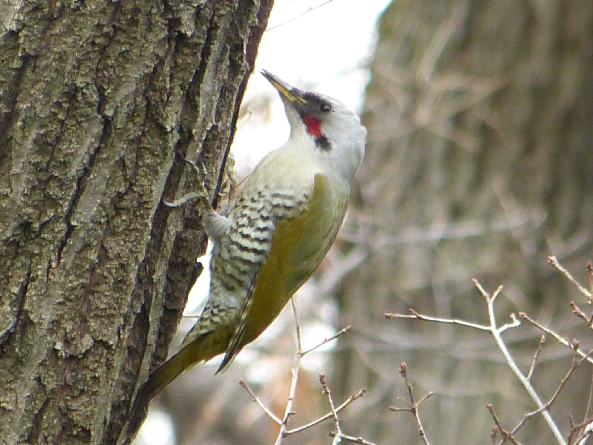 Photo of Japanese Green Woodpecker at 寺家ふるさと村 by まさ