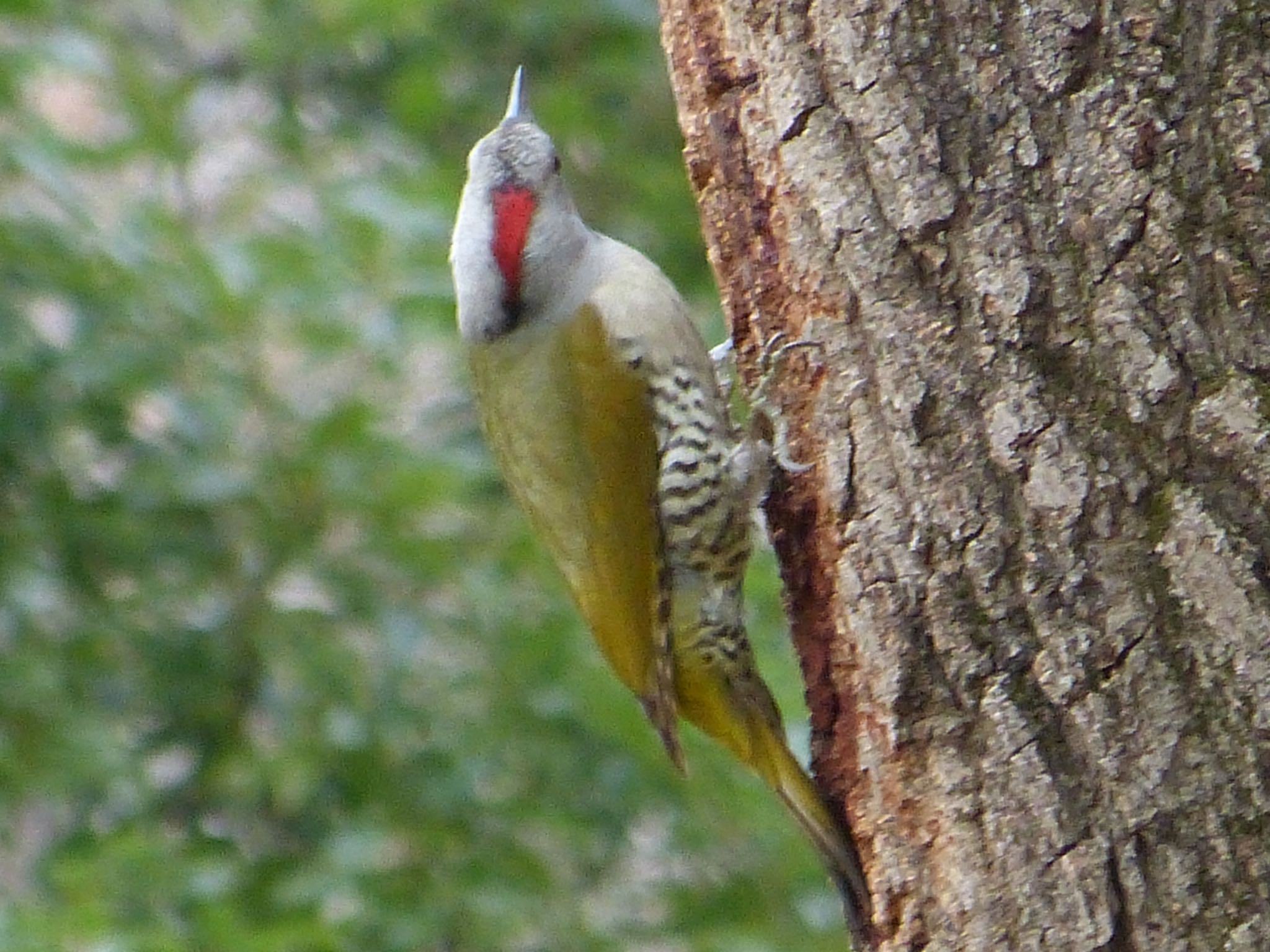 Photo of Japanese Green Woodpecker at 寺家ふるさと村 by まさ