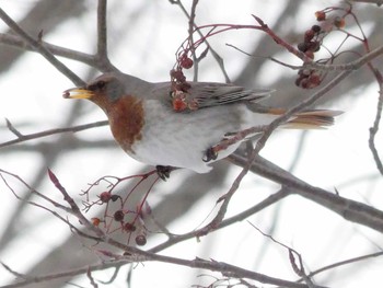 ノドアカツグミ 真駒内公園 2020年2月15日(土)