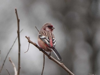 Siberian Long-tailed Rosefinch 愛知県 Sat, 2/15/2020